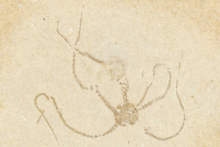 Jurassic Brittle Star Fossil - Solnhofen #256665